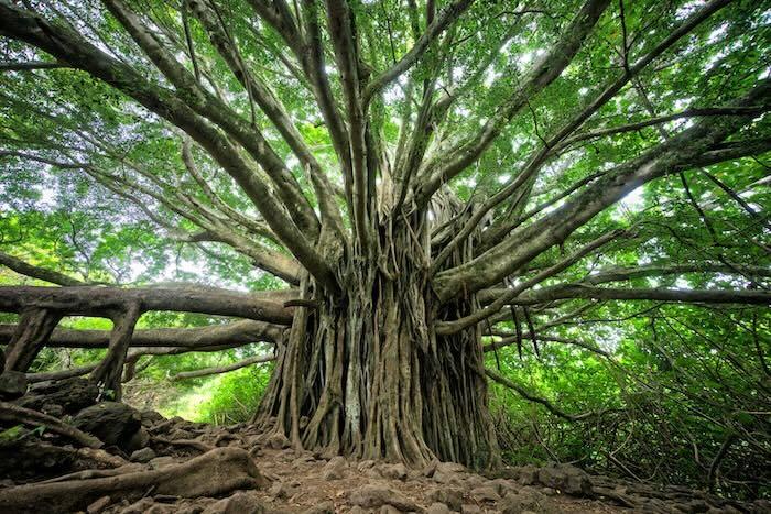 Leadership Lessons from the Banyan Tree Leadership Lessons from the Banyan Tree