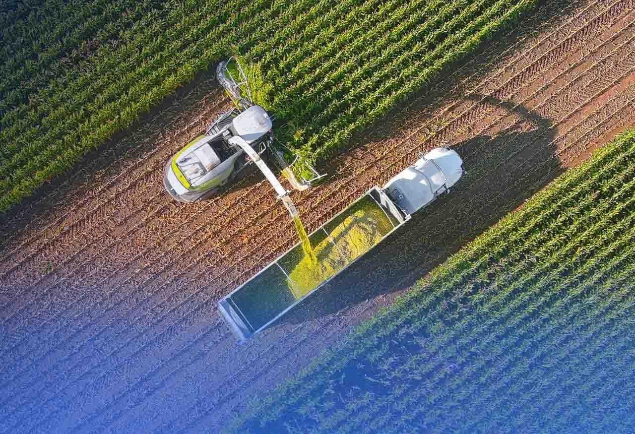 GROWMARK