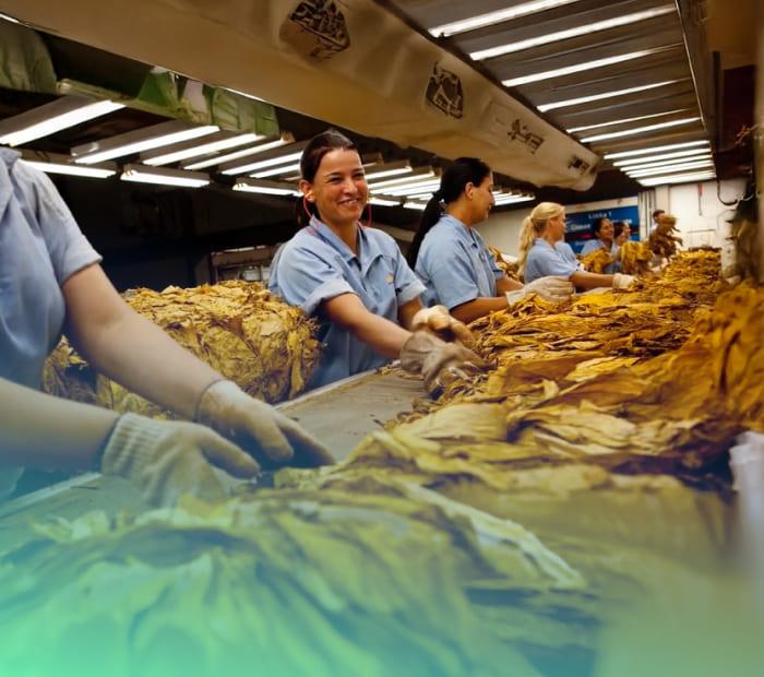 British American Tobacco enables business through security British American Tobacco enables business through security