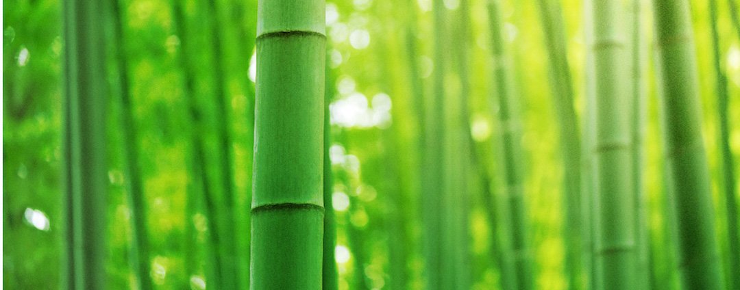 What the Chinese Bamboo Tree and Teddy Roosevelt Taught Me About Scaling a Cloud and Building a Powerful Security Platform
