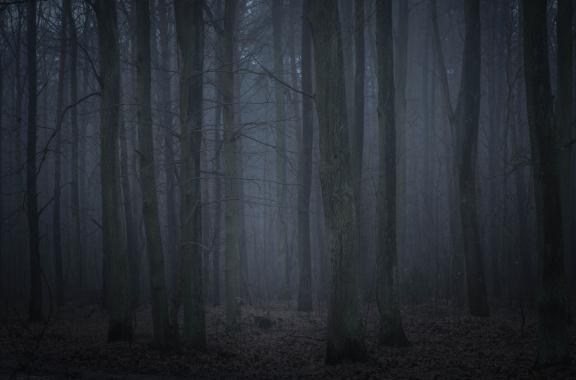 Building business trust in the Dark Forrest of the internet